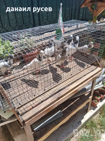 Английски типлери, снимка 4 - Гълъби - 51157443