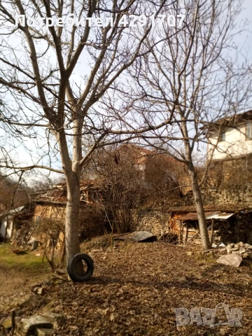 Орехови дървета /3бр./ неотсечени, снимка 3 - Други машини и части - 51374056