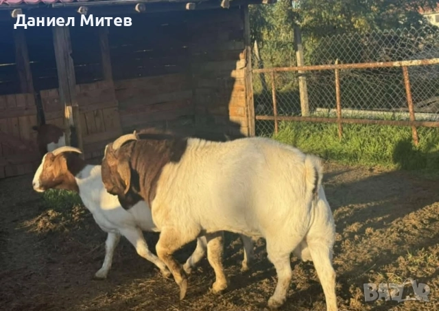 пръч боер, снимка 3 - Кози - 52481992