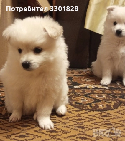 Мини шпиц, снимка 2 - Шпиц - 53127974