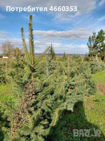 Коледна чудна елха за дома и градината 