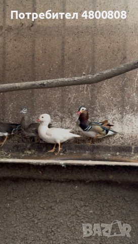 Мандаринки, снимка 9 - други­ - 54237285