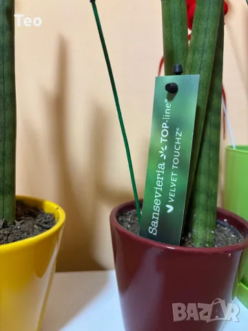 Растения от вида сансевиера (Sansevieria cylindrica 'Velvet Touchz') 20/30см., снимка 5 - Стайни растения - 56137480