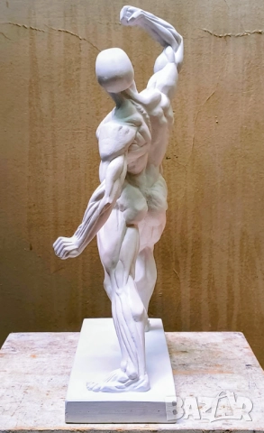 Екорше / Анатомична фигура / Гипсов модел, снимка 8 - Други - 51458325