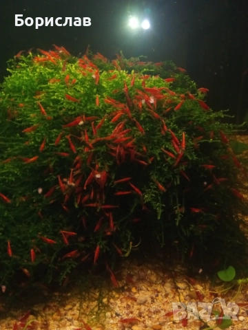 Явански мъх, снимка 2 - Други - 52506090