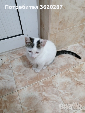 Търсят дом , снимка 2 - Други - 50969373