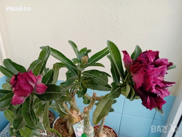 Адениум - Пустинна роза, снимка 8 - Стайни растения - 33928441