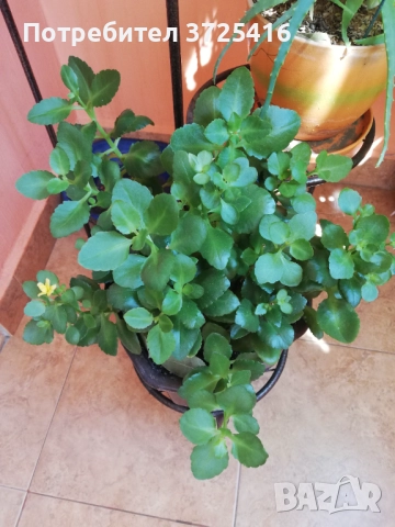 Стайни цветя, различни , снимка 10 - Стайни растения - 49680252