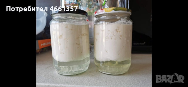 Кефирна гъба, снимка 2 - Други - 52546536