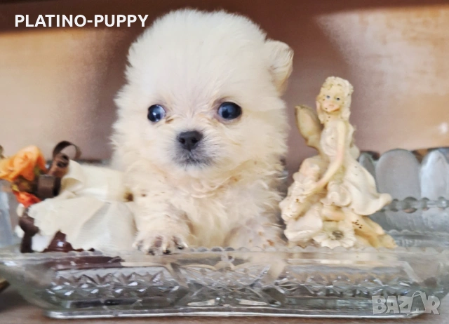 Чихуахуа мини дългокосмести, снимка 6 - Чихуахуа - 54199907