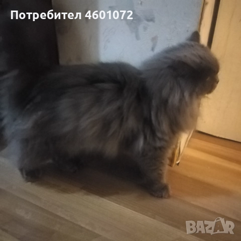 Британска дългокосместа , снимка 1