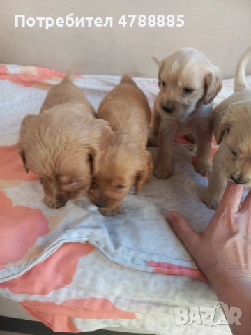 Продавам кокерчета чистокръвни