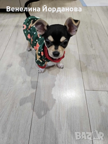 Мини чихуахуа две момченца, снимка 4 - Чихуахуа - 52267825