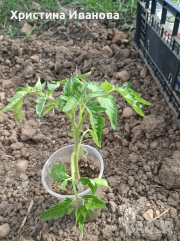 Продавам разсад домати.