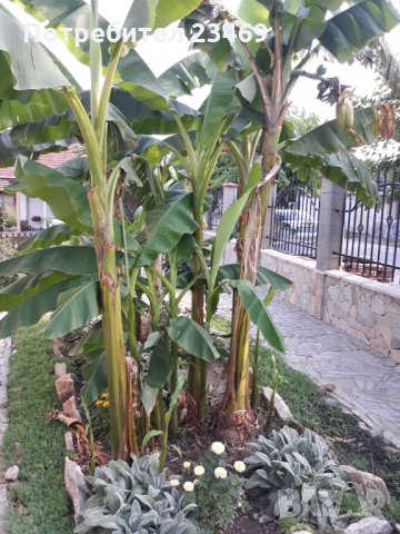 Банан . Бананова палма , снимка 4 - Градински цветя и растения - 33713944