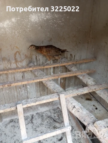 Продавам колхитски фазани 