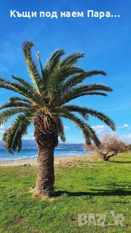 Мезонет под наем, Паралия Офринио 