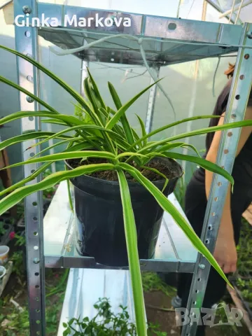 Хлорофитом - 4,99лв., снимка 2 - Стайни растения - 50334998