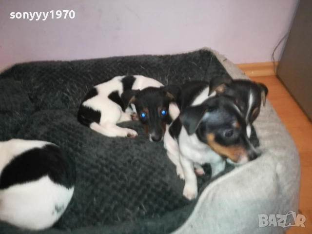 ДЖАК РЪСЕЛ КУЧЕНЦА-ЖЕНСКО ИЛИ МЪЖКО 0410251719, снимка 10 - Джак ръсел териер - 51944592