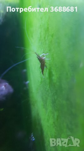 Скариди Кардинал , пинто зебра ,фенси тигър , галакси и кристали , снимка 3 - Други - 40194504