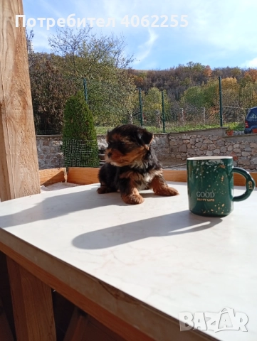 Продавам мини йоркширски териери , снимка 7 - Йоркширски териер - 52590670