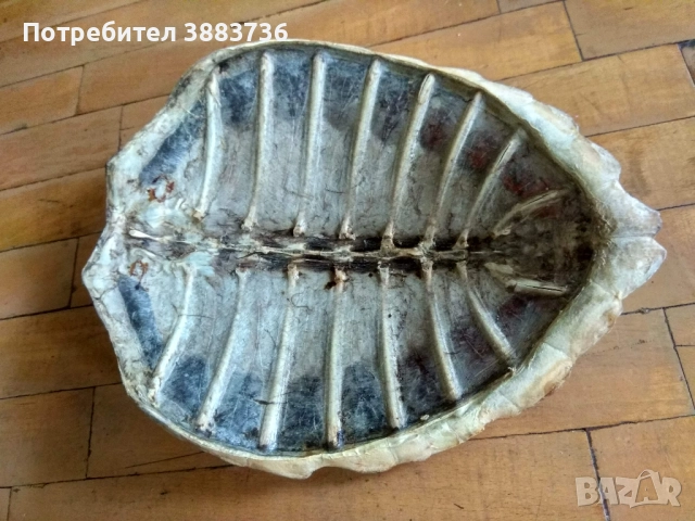 Коруби на морски костенурки, снимка 4 - Декорация за дома - 52330458