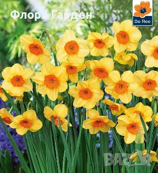 Луковици НАРЦИС, снимка 6 - Сортови семена и луковици - 46827345