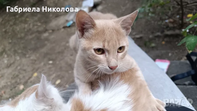 Подарявам коте СПЕШНО , снимка 12 - Други - 56334764