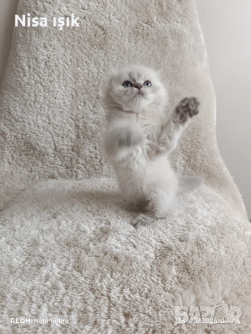 уникално момченце не е красив той е уникален в Хасково, снимка 2 - Британска късокосместа - 53943904