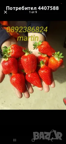 Разсад ягоди , снимка 5 - Разсади - 49471052