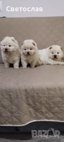 Продавам бели чау чау, снимка 3 - Чау Чау - 53256176