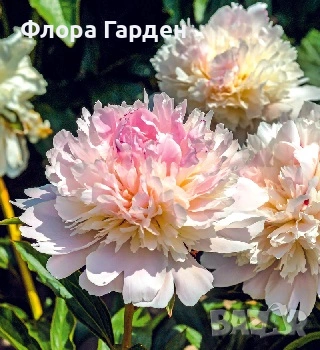 МНОГОГОДИШНИ ЦВЕТЯ - Коренища/ПРЕДВАРИТЕЛНИ поръчки, снимка 10 - Градински цветя и растения - 53138637