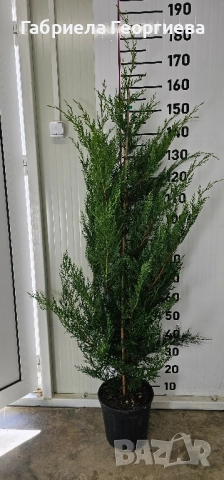 Кипарис Лейланд , снимка 2 - Градински цветя и растения - 52323869