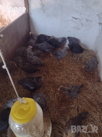 продавам оплодени яйца за люпене , снимка 4 - Кокошки и пуйки - 54273769