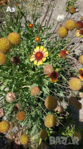 Продавам цветя Гайлардия - разсад (корен с издънки и стъбло), снимка 17 - Градински цветя и растения - 26029276