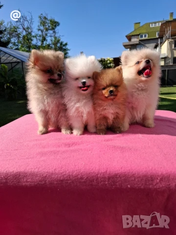 Померан померанчета Гр. София, снимка 1