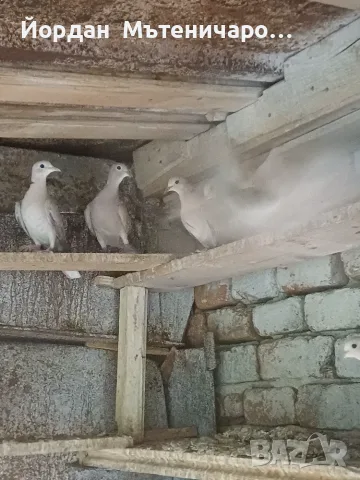 Гургутки  пеещи   , снимка 3 - Гълъби - 56023810