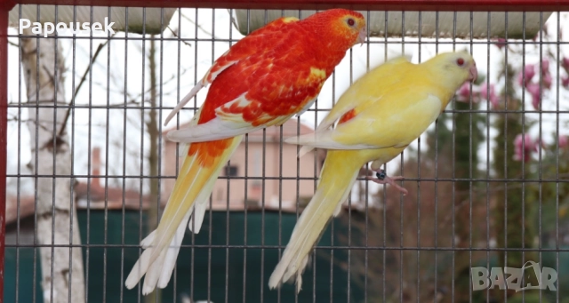 ПОЙНИ ПАПАГАЛИ , снимка 8 - Папагали - 52979206