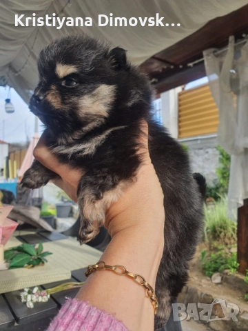 Продавам померан , снимка 2 - Померан - 54177752