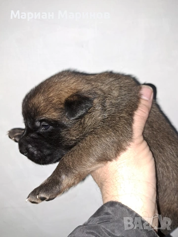 Белгийска овчарка- Малиноа, снимка 9 - Белгийска овчарка - 53195565