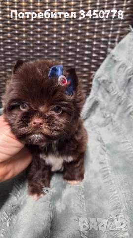Мини шоколадов йорк момче, снимка 5 - Йоркширски териер - 54310291