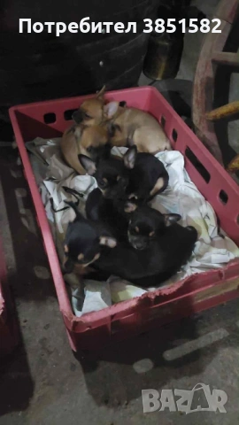 Пинчери и чихо-пинчери, снимка 2 - Пинчер - 53187817