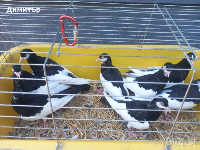 Продавам гълъби Ямболски Акмани , снимка 7 - Гълъби - 50425295