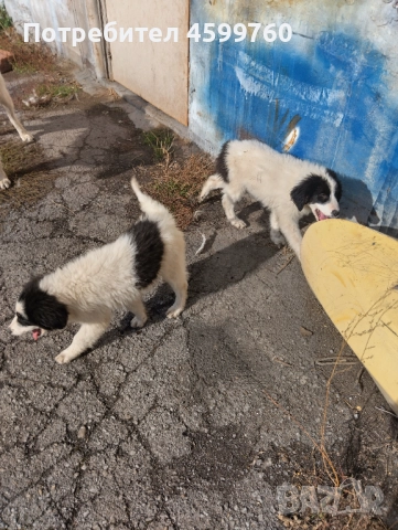 Българско овчарско куче - 2 бр. женски, снимка 11 - Каракачанска овчарка - 51979059