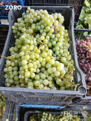 Продавам грозде за вино или ракия, снимка 2 - Домашни напитки - 56172923
