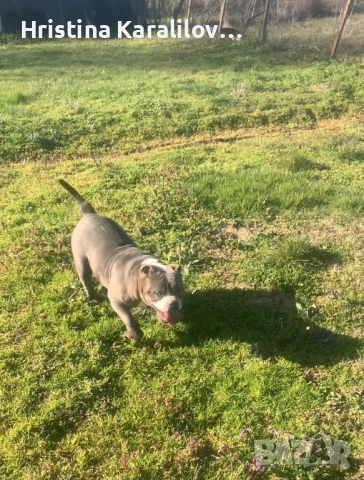 Американско були , снимка 4 - Други - 49399594