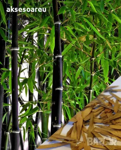 100 бр. нови висококачествени семена Студоустойчив черен бамбук от САЩ за Декорация дома грасдината, снимка 6 - Сортови семена и луковици - 49812622