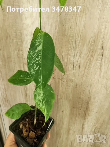 Хоя Coriacea splash