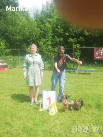 Мини йоркширски териер за разплод, снимка 4 - Йоркширски териер - 49793325