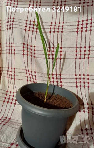 Продавам млади финикови палми на 2,5 г.
